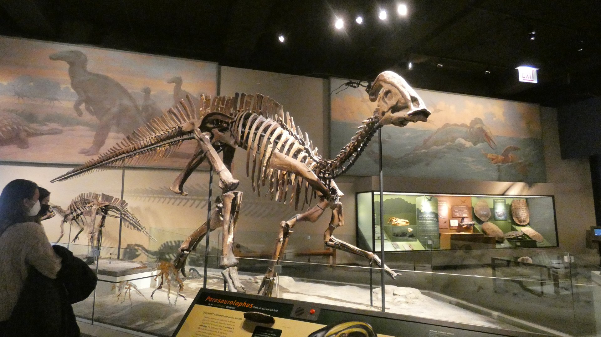 Parasaurolophus, The Hall of Dinosaurs, Evolving Planet - Feb. 2022