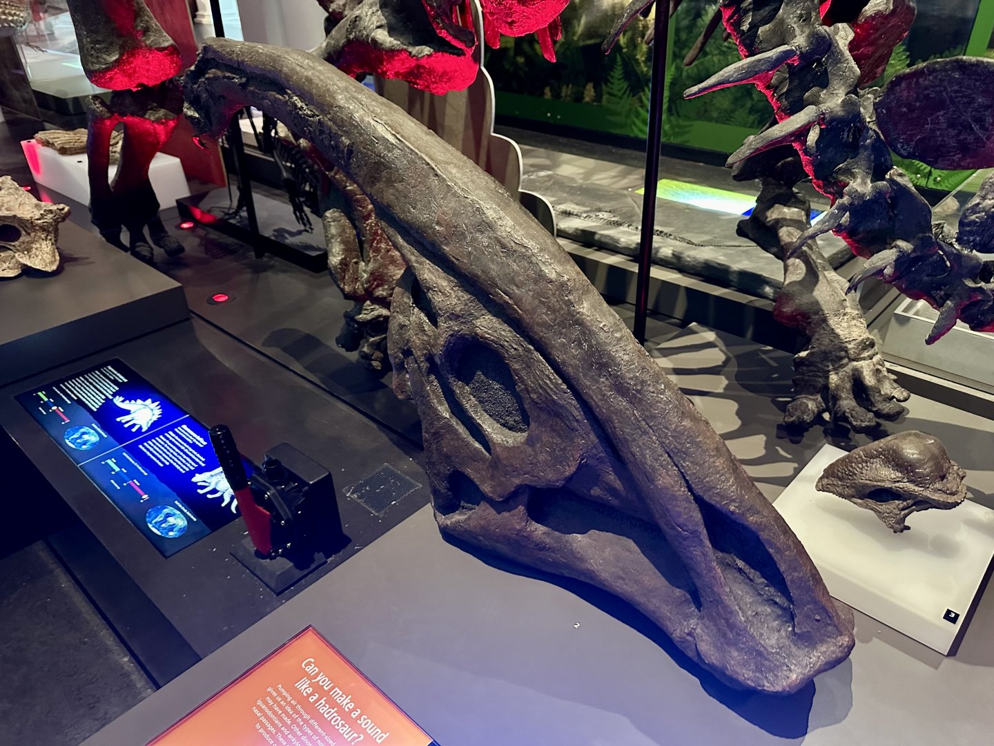 Parasaurolophus walkeri (cast)