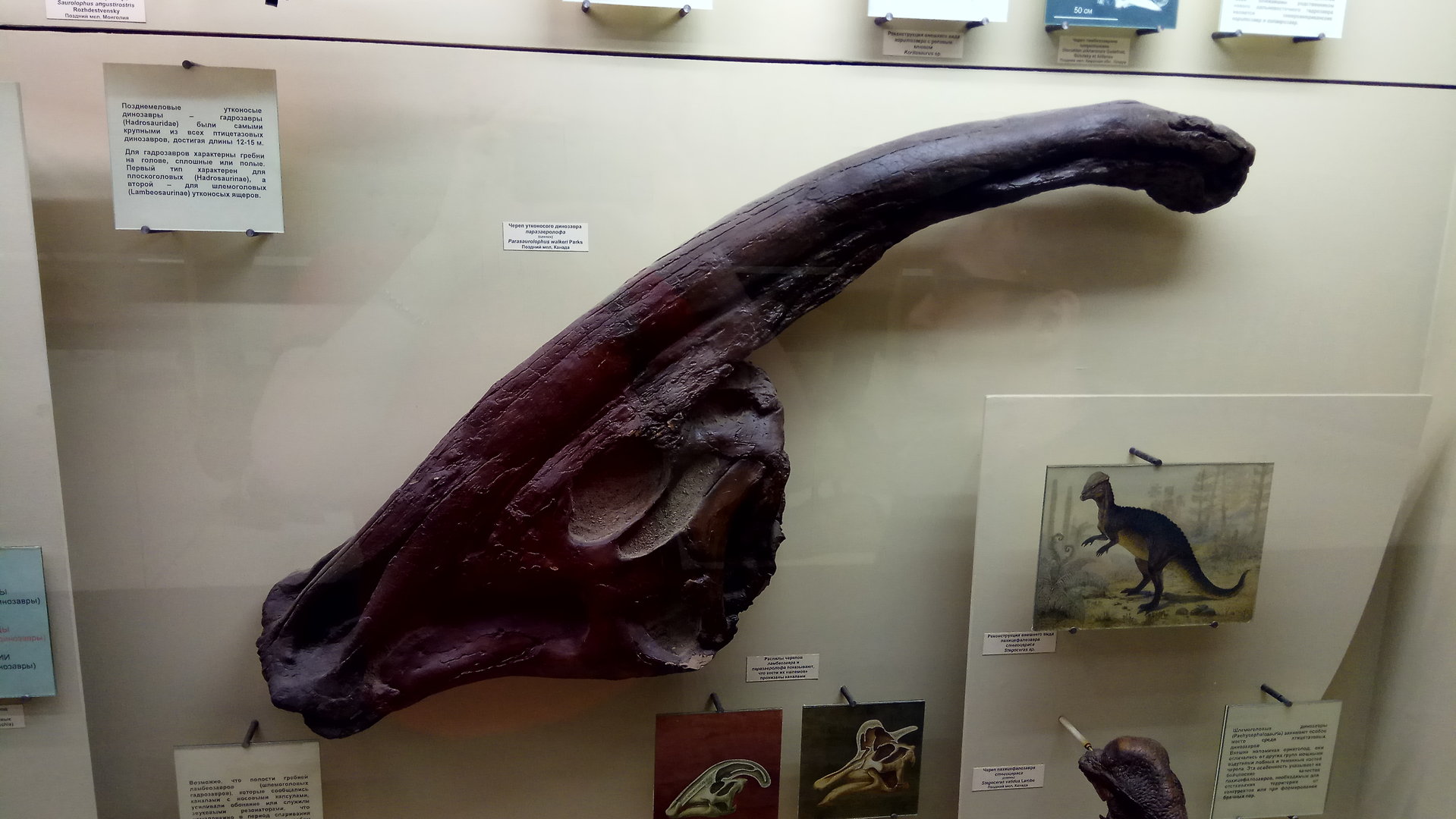 Parasaurolophus walkeri skull (cast)