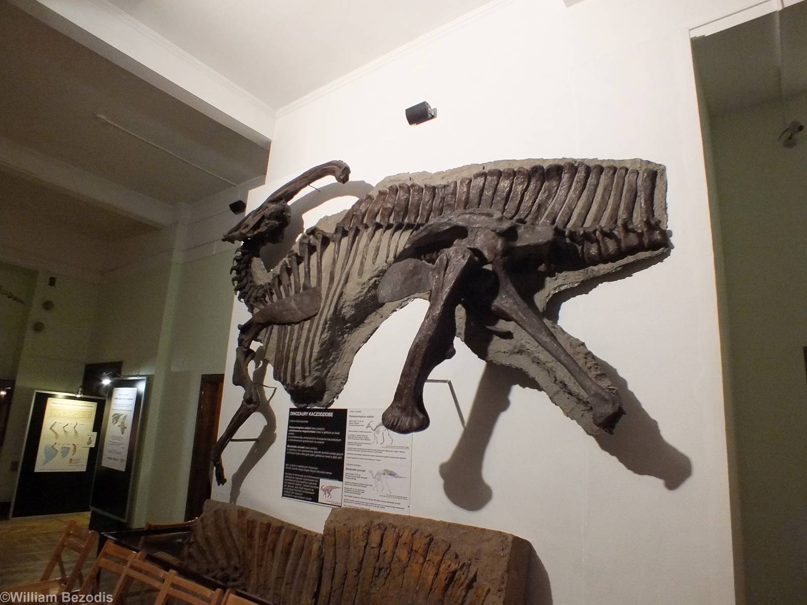 Parasaurolophus walkeri - Warsaw Museum of Evolution