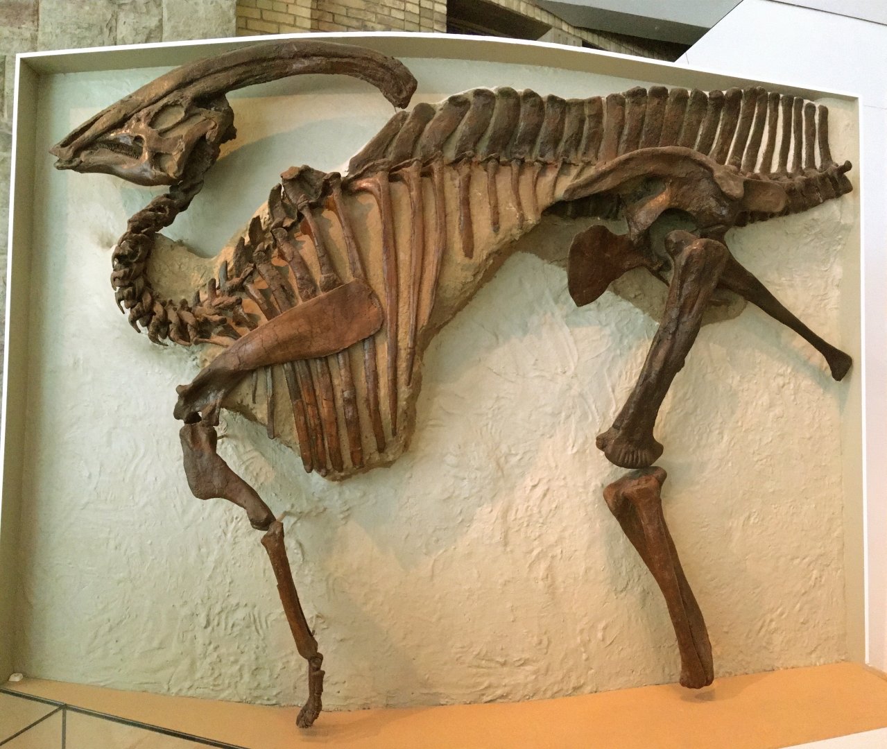 Parasaurolophus