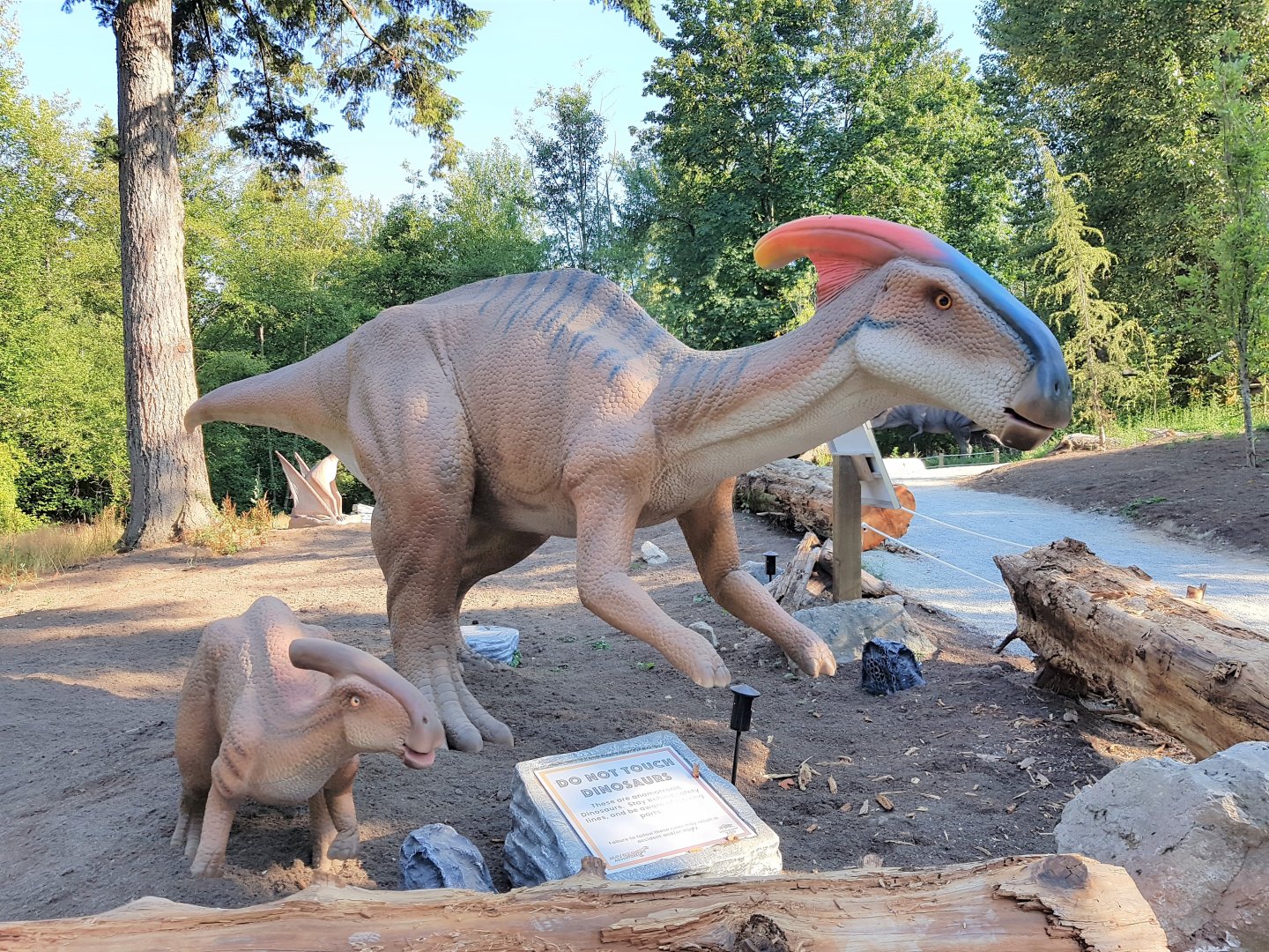Parasaurolophuses