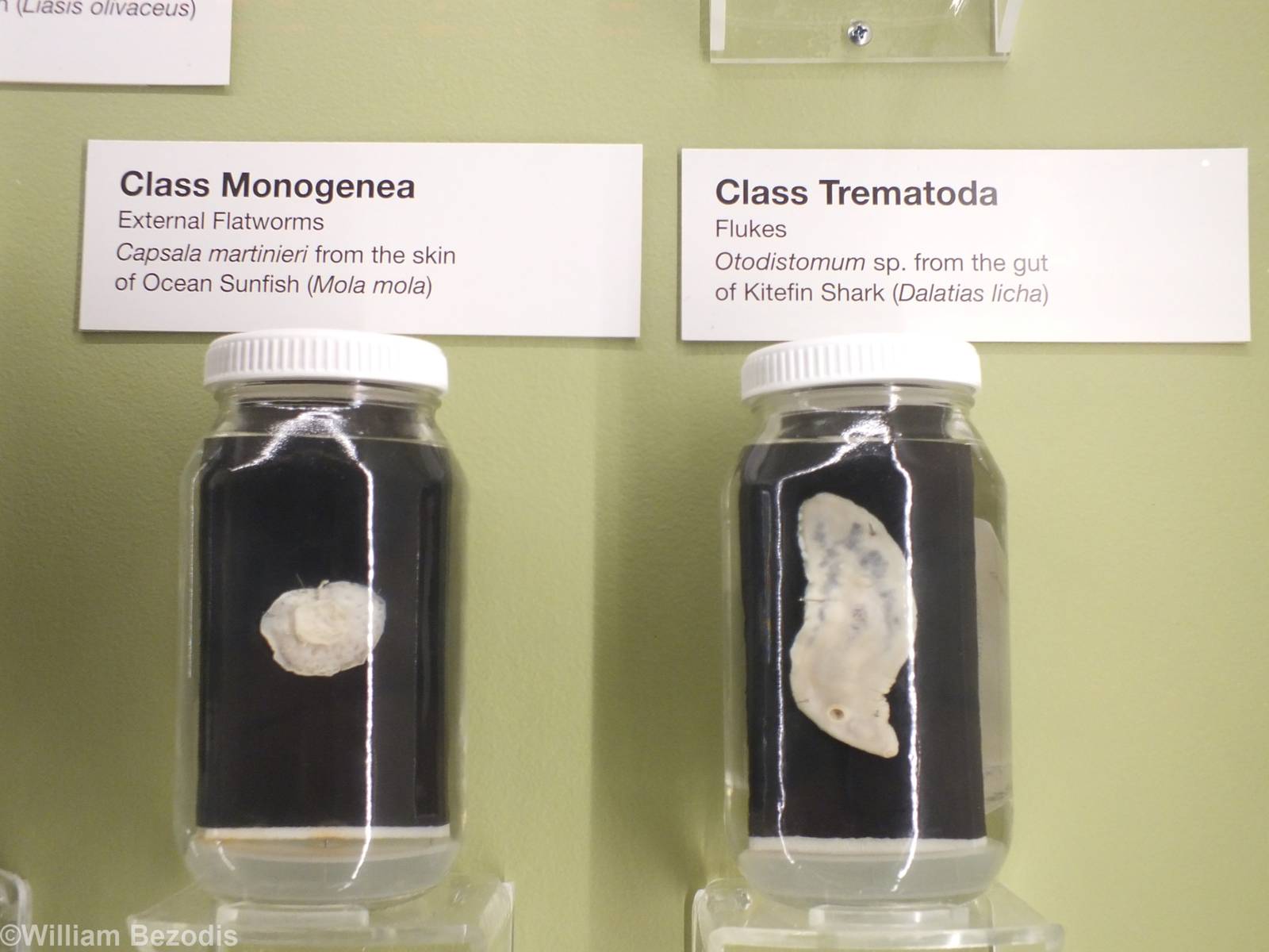 Parasites - Queensland Museum