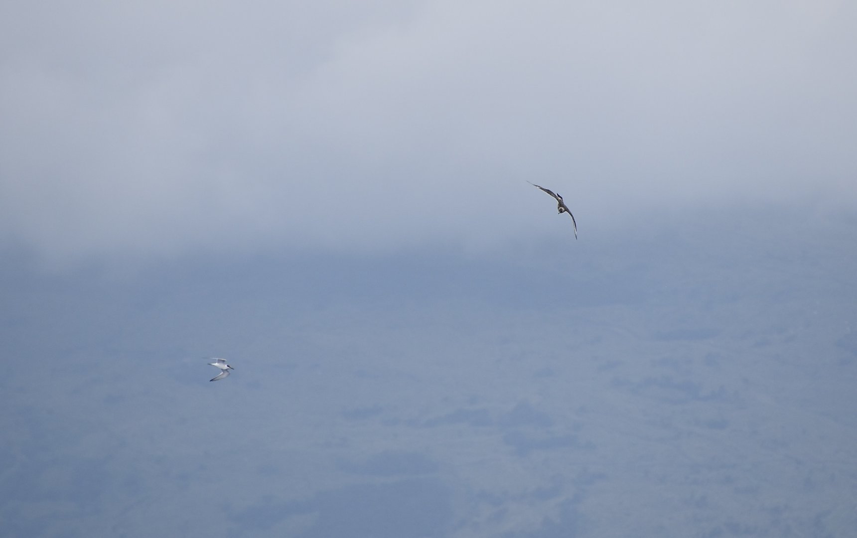 Parasitic Jaeger (Stercorarius parasiticus) subadult chasing an Arctic Tern (Sterna hirundo) for fish