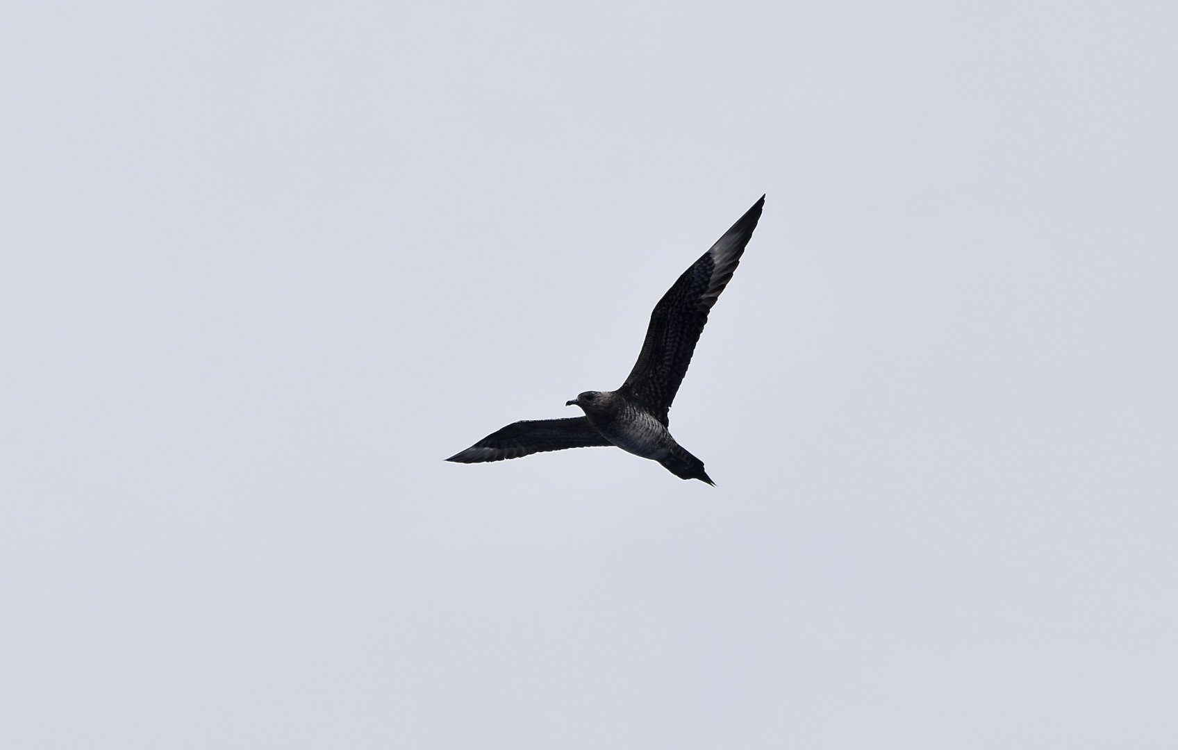 Parasitic Jaeger (Stercorarius parasiticus) subadult