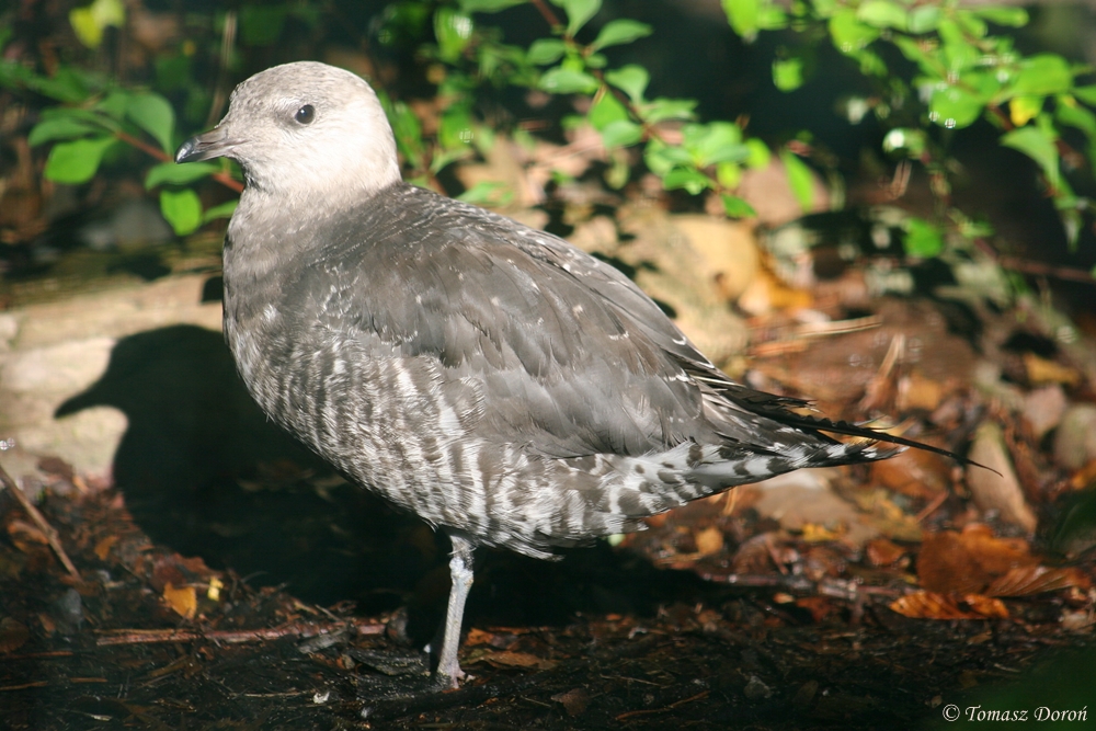Parasitic Skua (Stercocarius parasiticus)