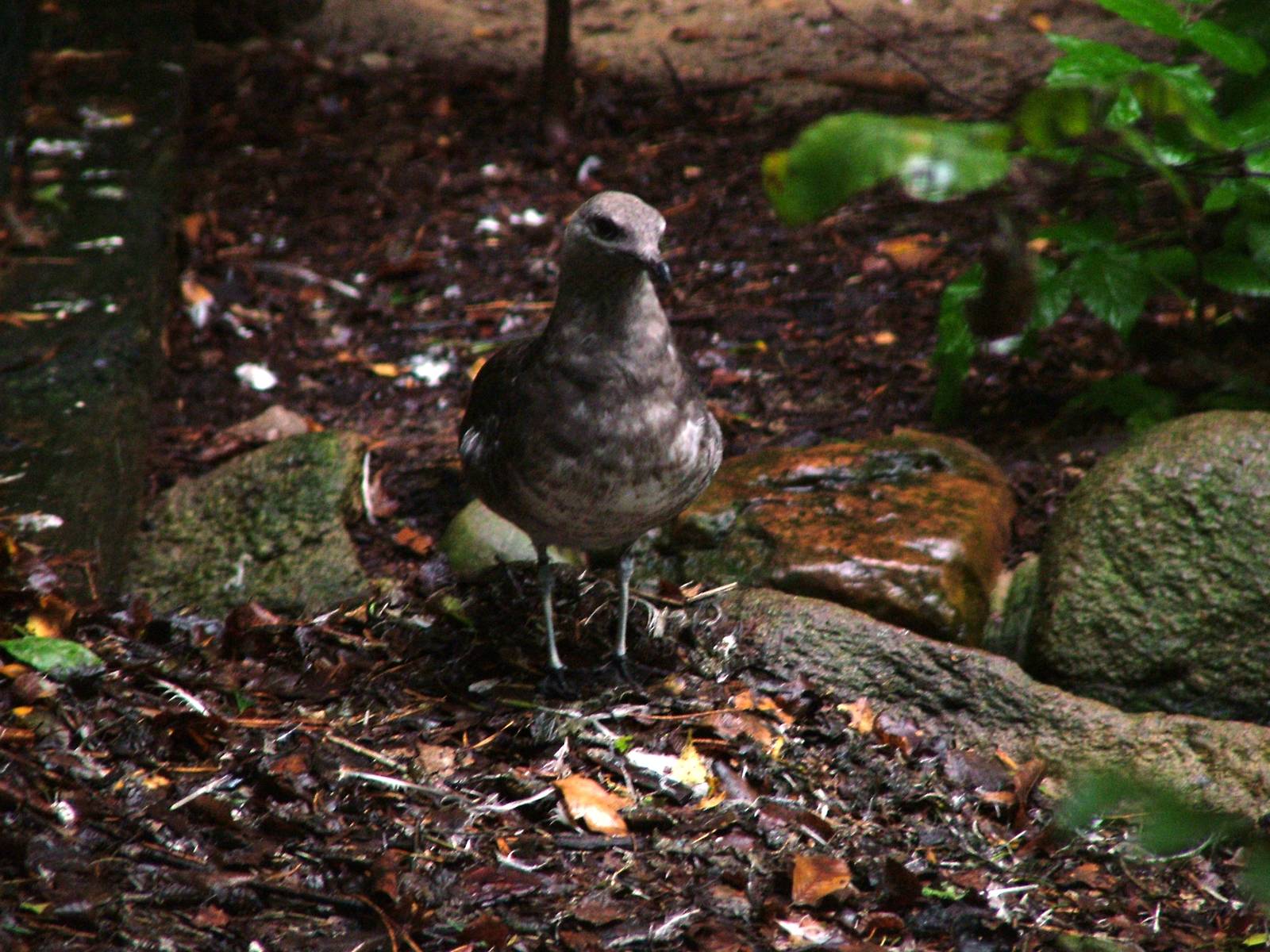Parasitic Skua (Stercorarius parasiticus) at Walsrode 2007