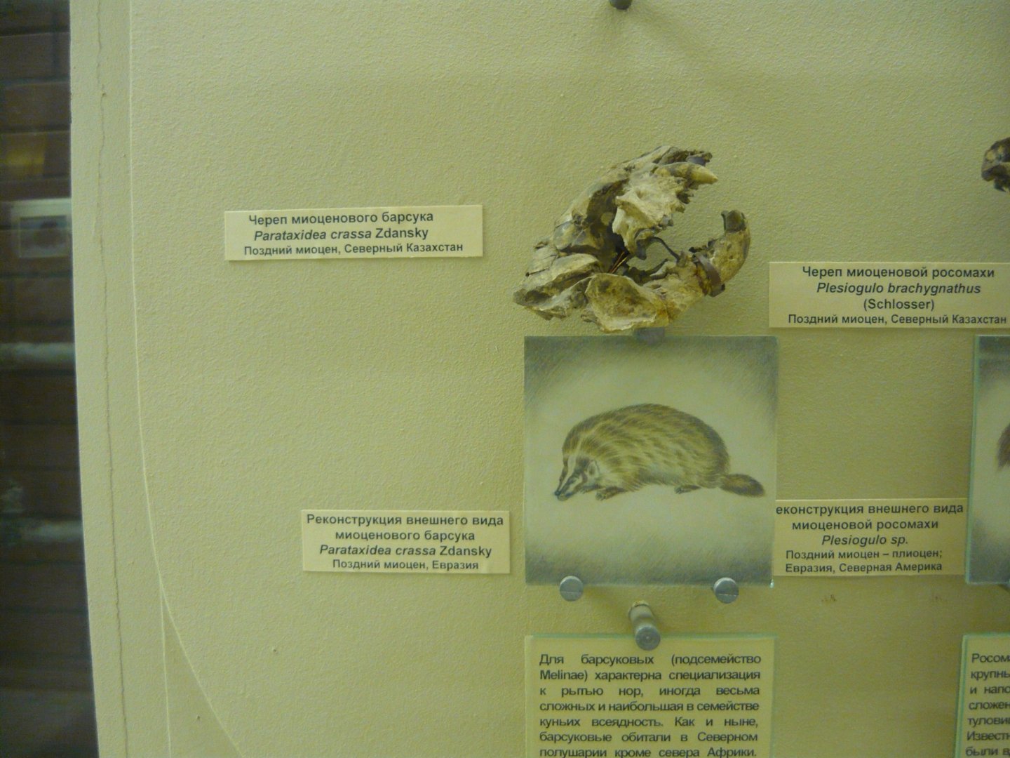 Parataxidea crassa skull