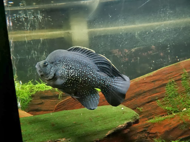 Paratilapia polleni
