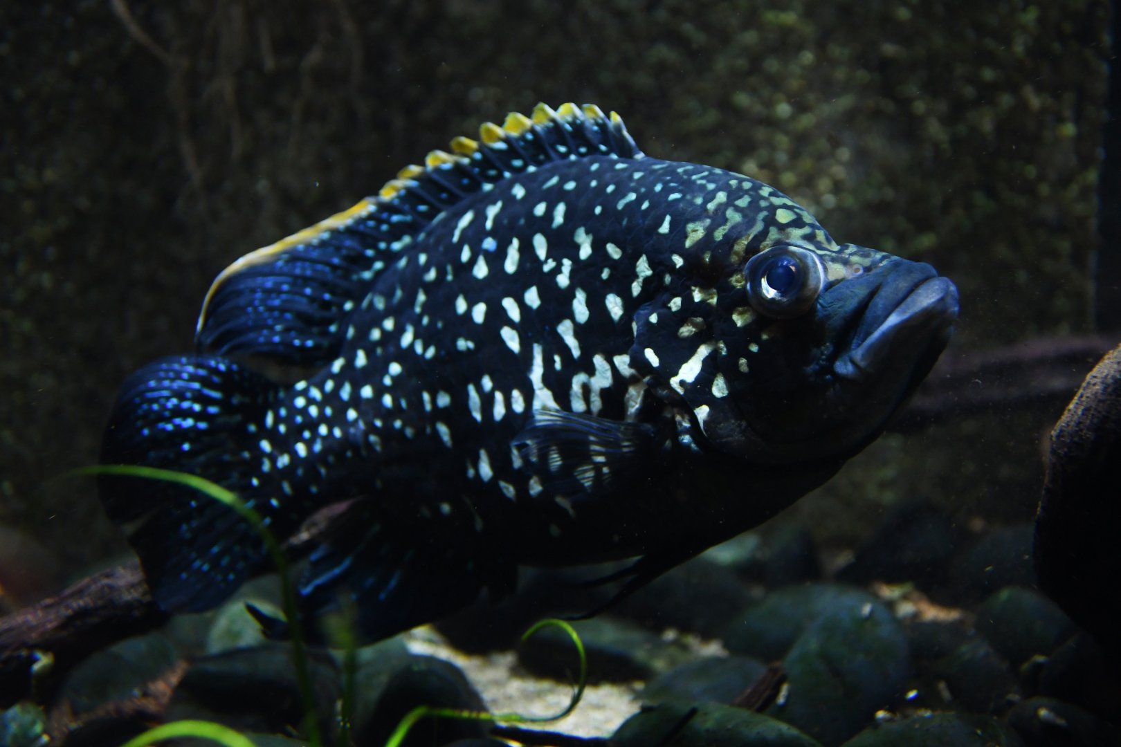 Paratilapia polleni