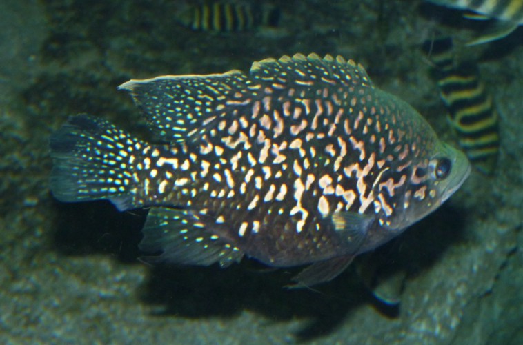 Paratilapia typus "Andapa"