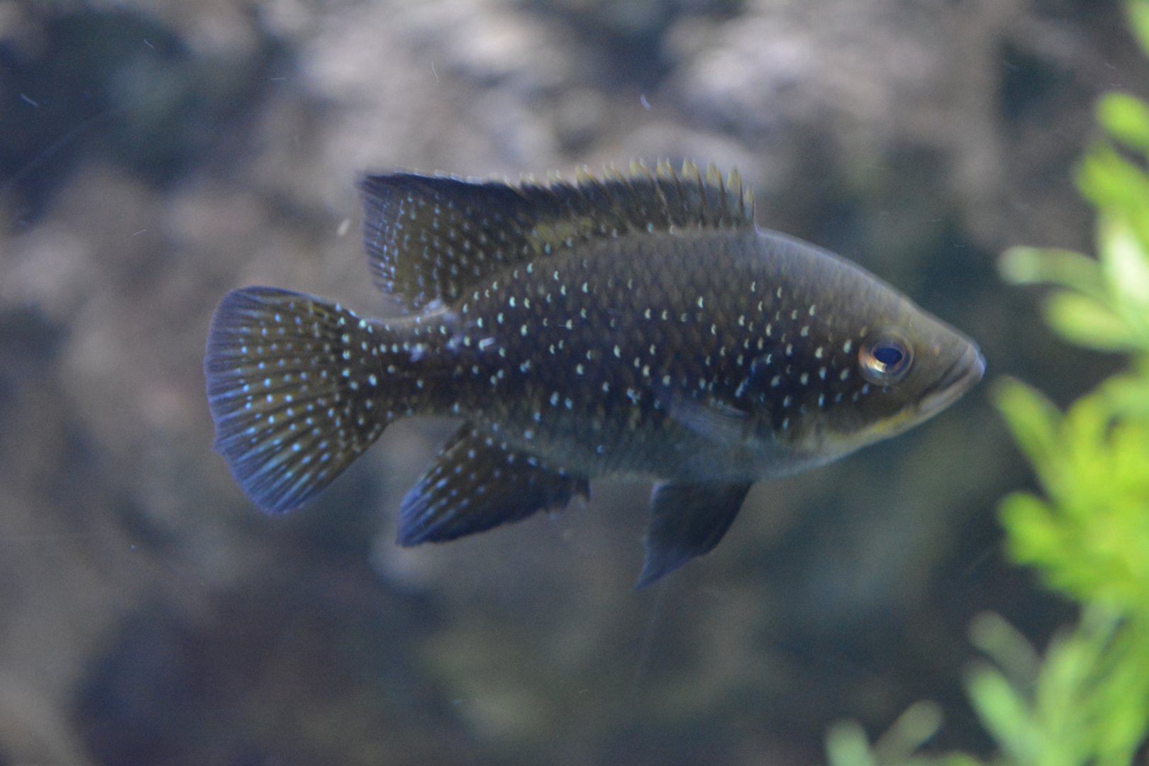 Paratilapia typus "Andapa"