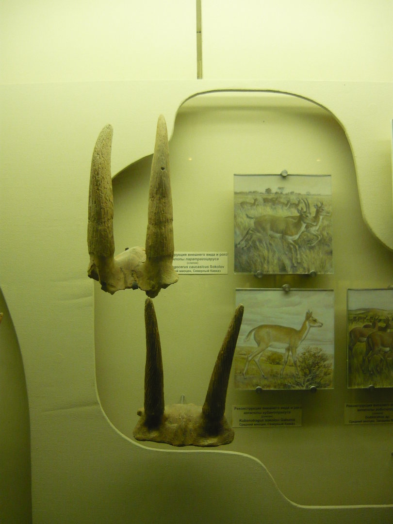 Paratragocerus caucasicus and Kubanotragus sokolovi horns