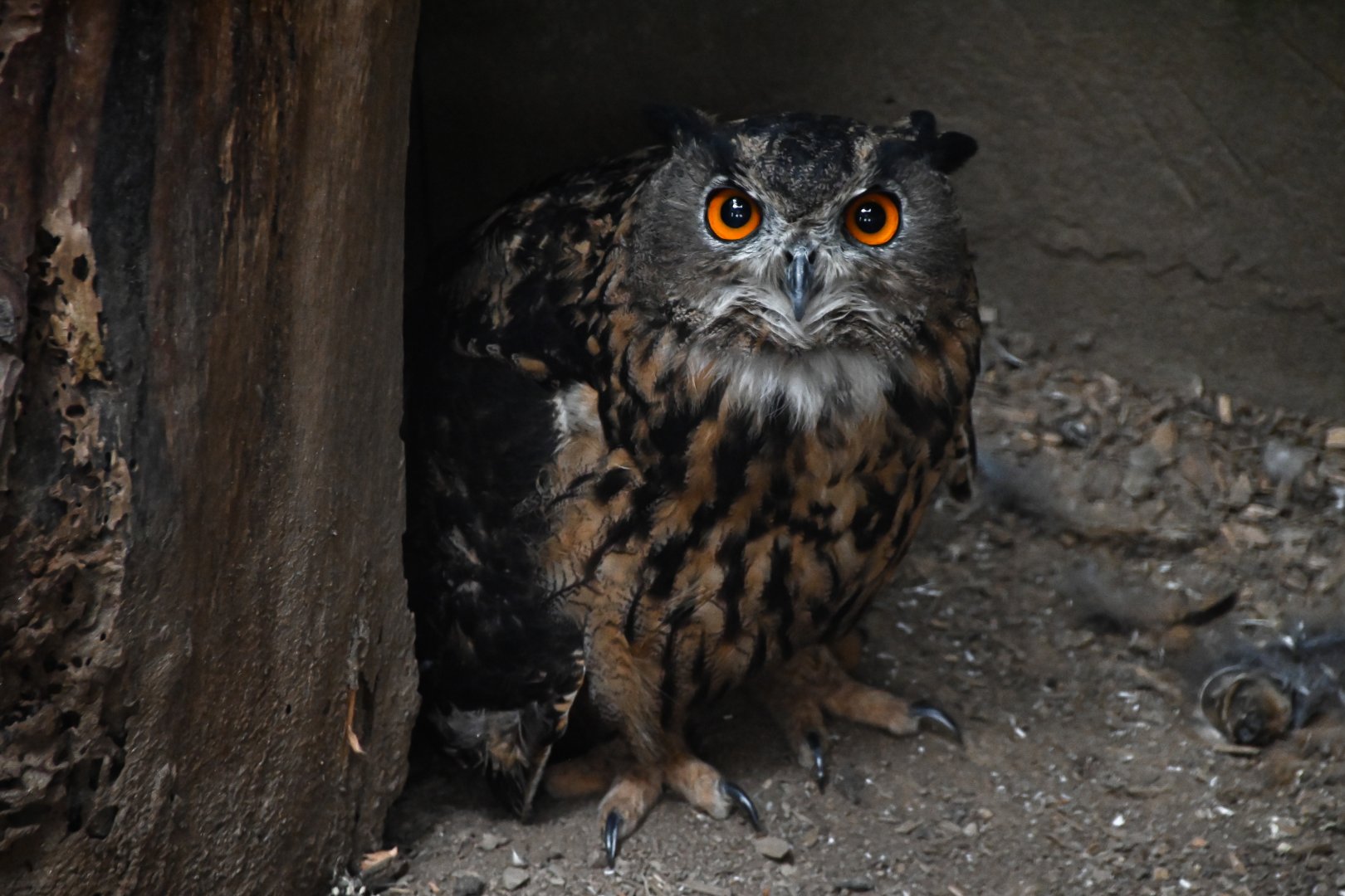 paraZOO - Eurasian eagle-owl