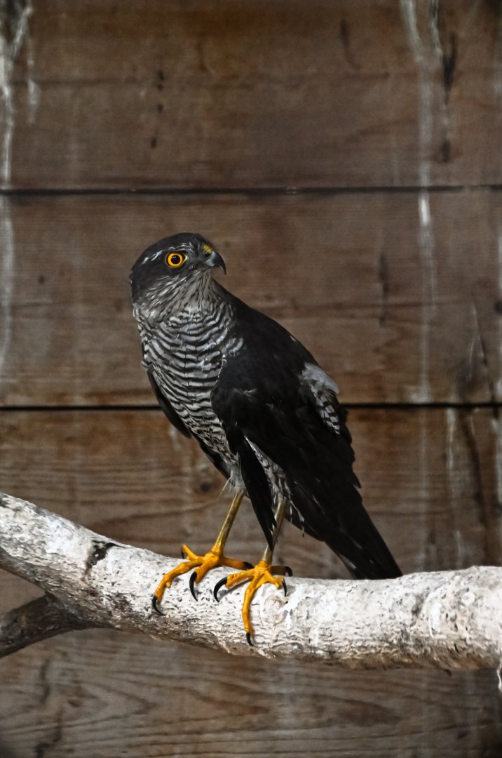 paraZOO - Eurasian sparrohawk