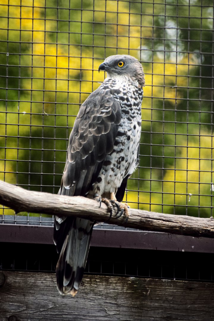 paraZOO - European honey buzzard