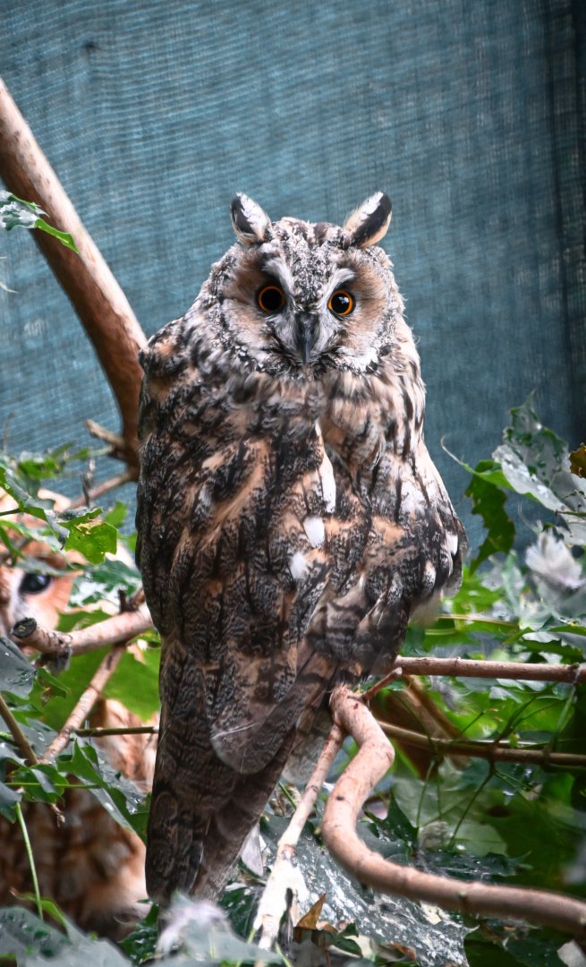 paraZOO - Long-eared owl