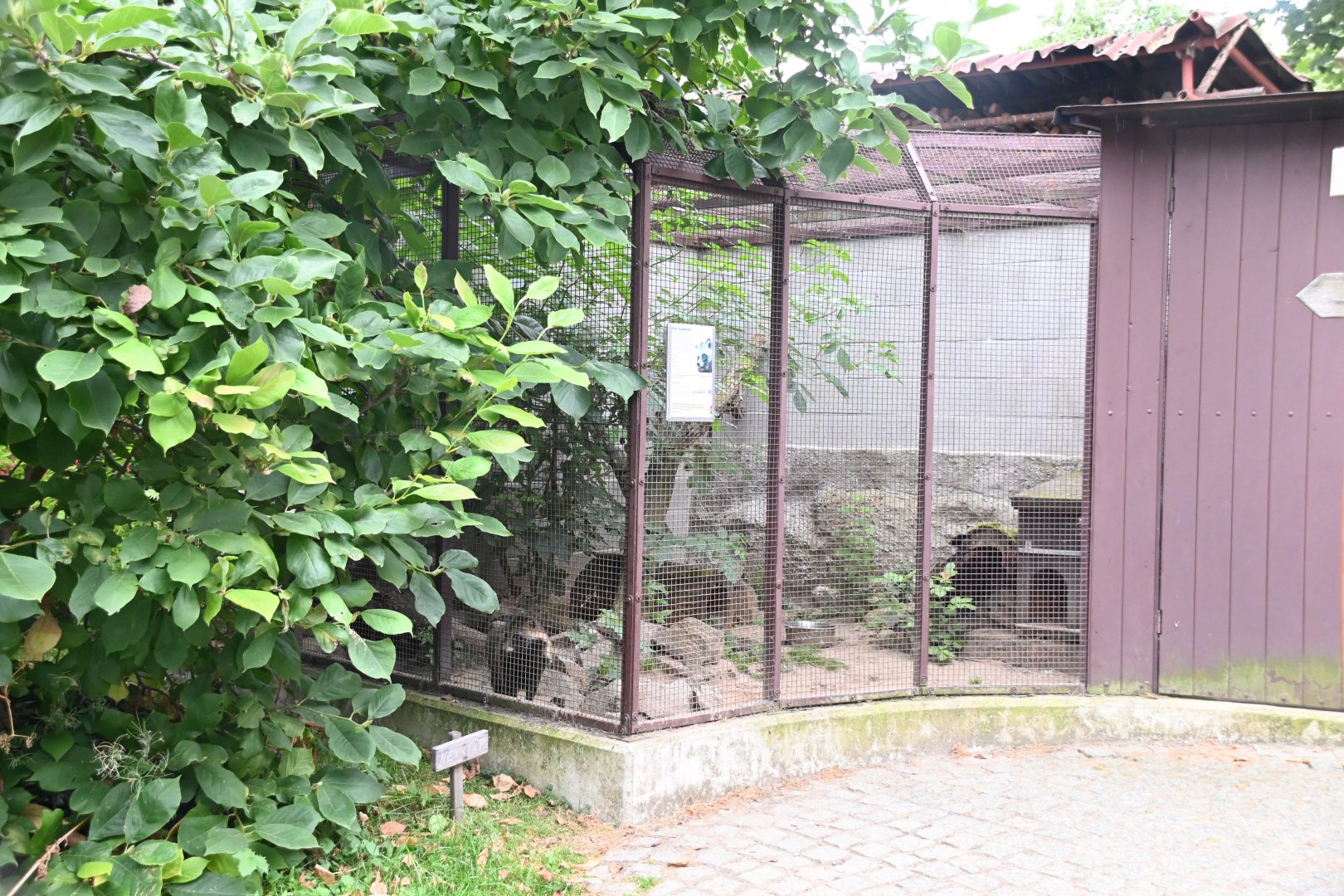 paraZOO - raccoon dog exhibit