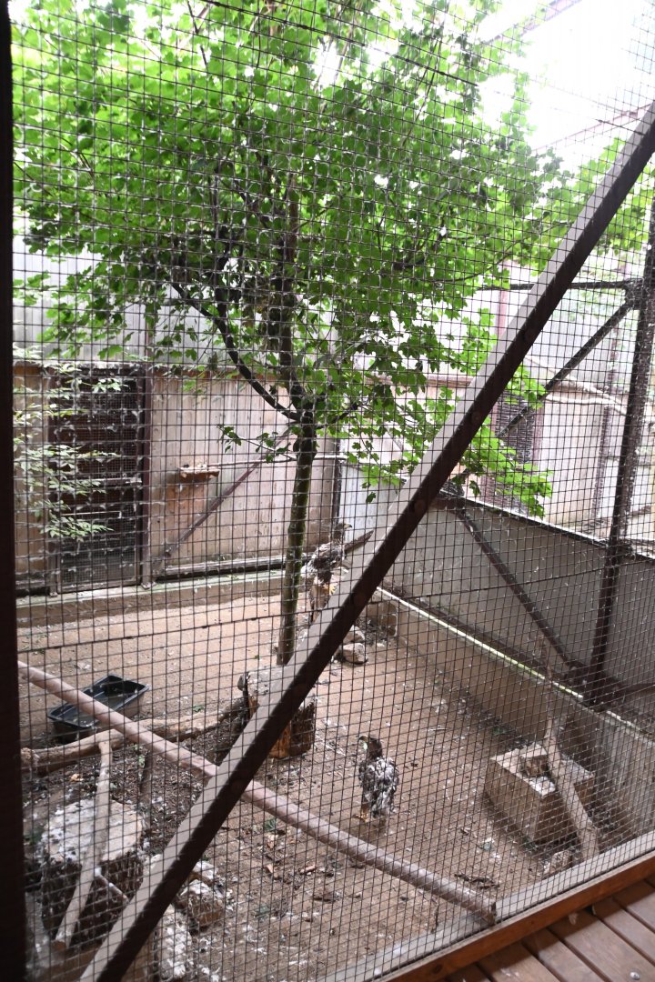 paraZOO - White-tailed eagle exhibit