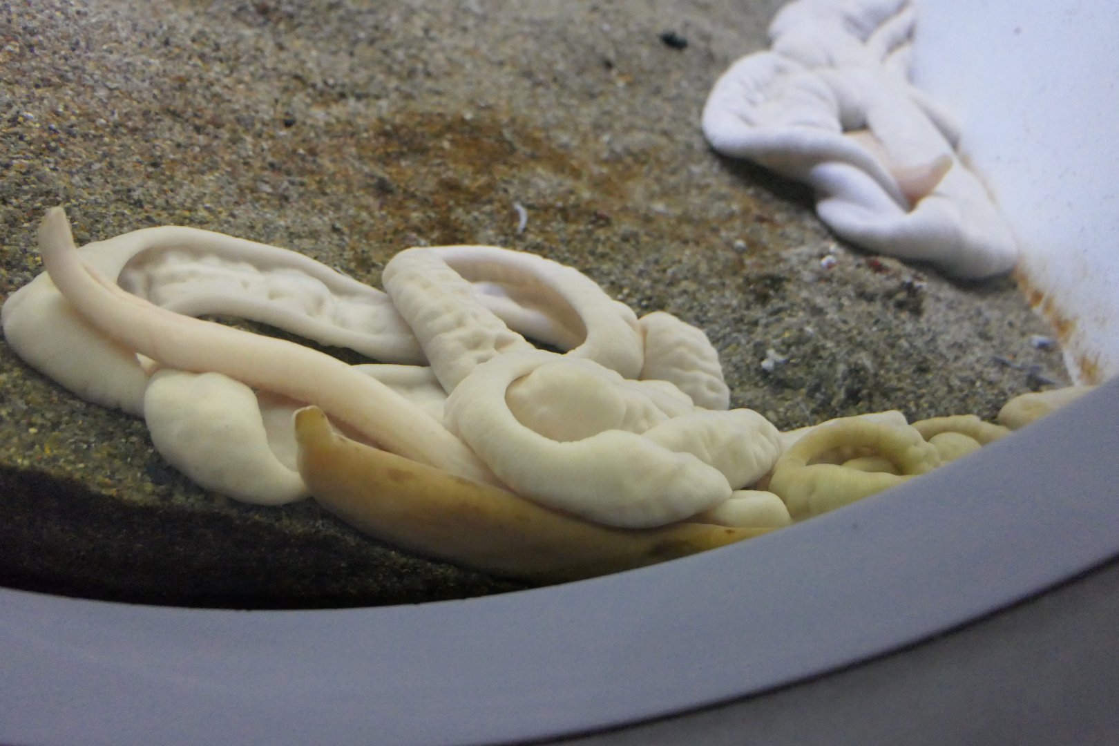 Parborlasia corrugatus