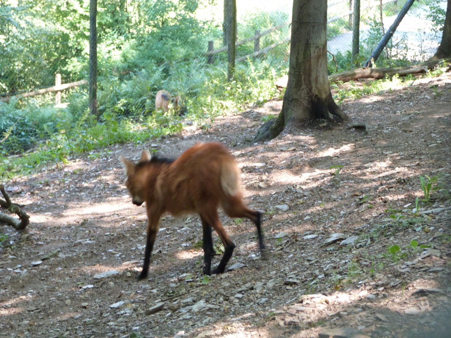 Parc animalier de Bouillon