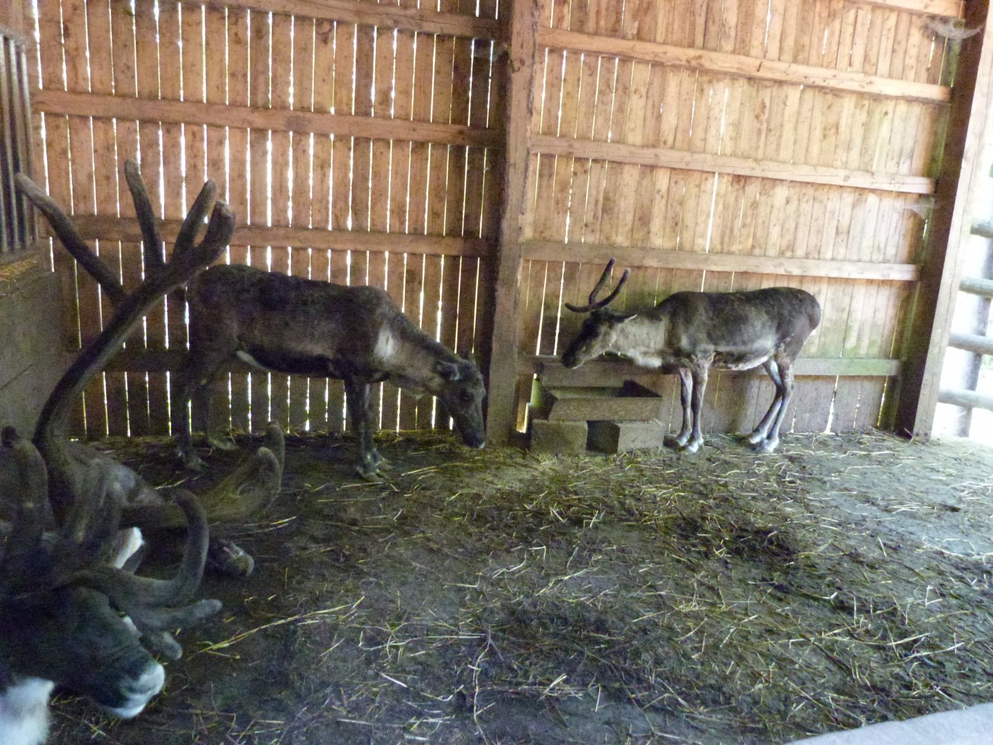 Parc animalier de Bouillon