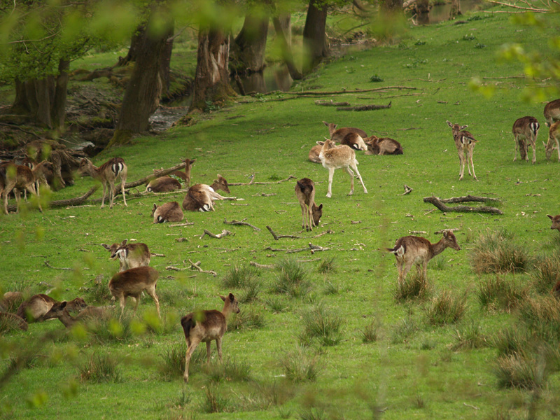 Parc Animalier du Chateau de Vizille
