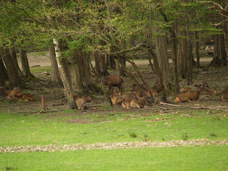 Parc Animalier du Chateau de Vizille