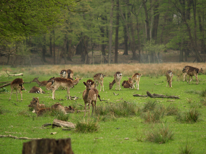 Parc Animalier du Chateau de Vizille
