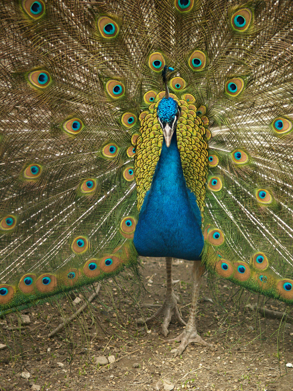 Parc Animalier du Chateau de Vizille