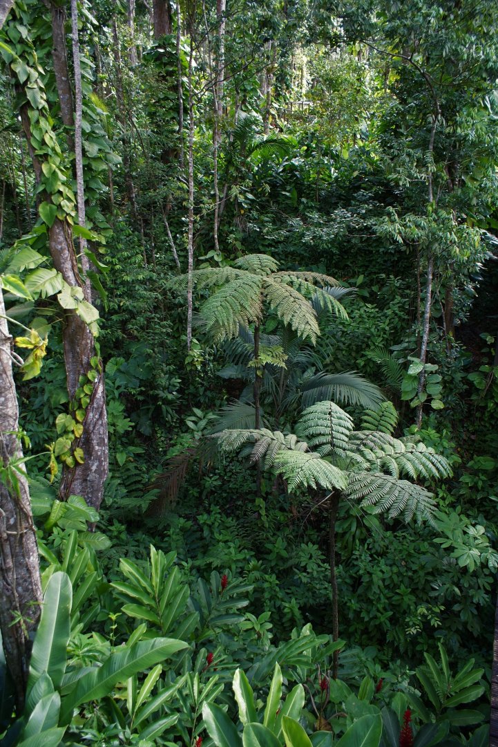 Parc des Mamelles     Guadeloupe