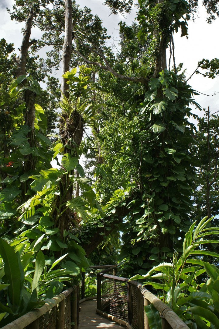 Parc des mamelles    Guadeloupe