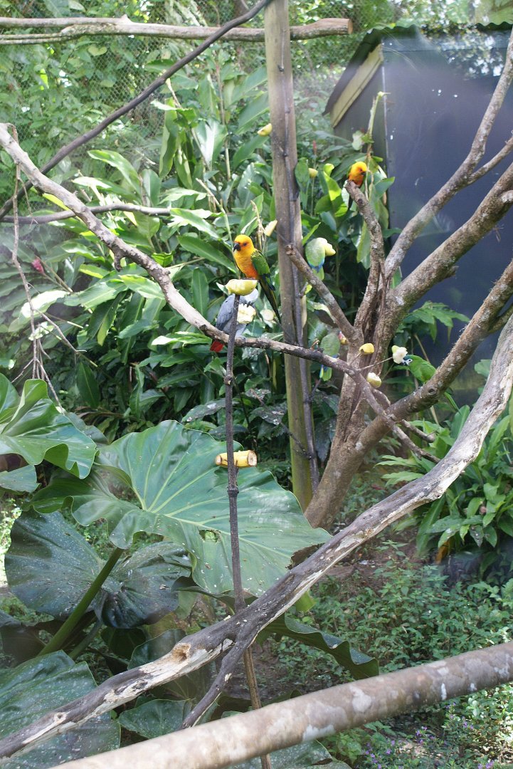 Parc des mamelles    Guadeloupe