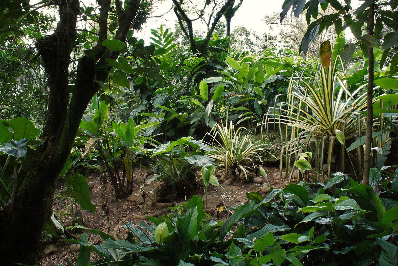 Parc des mamelles    Guadeloupe