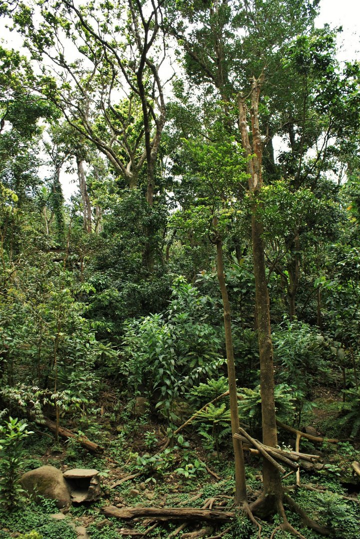 Parc des mamelles    Guadeloupe