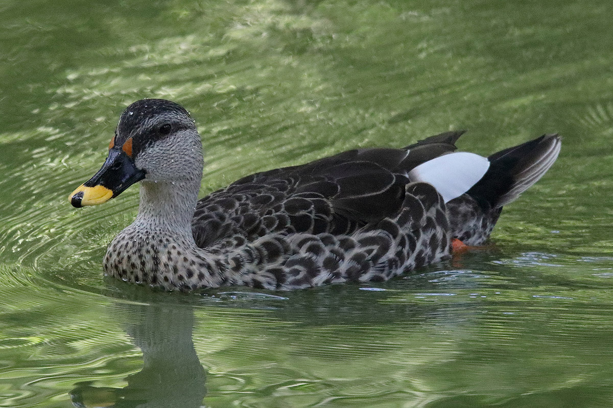 Parc des oiseaux (Villars-les-Dombes)