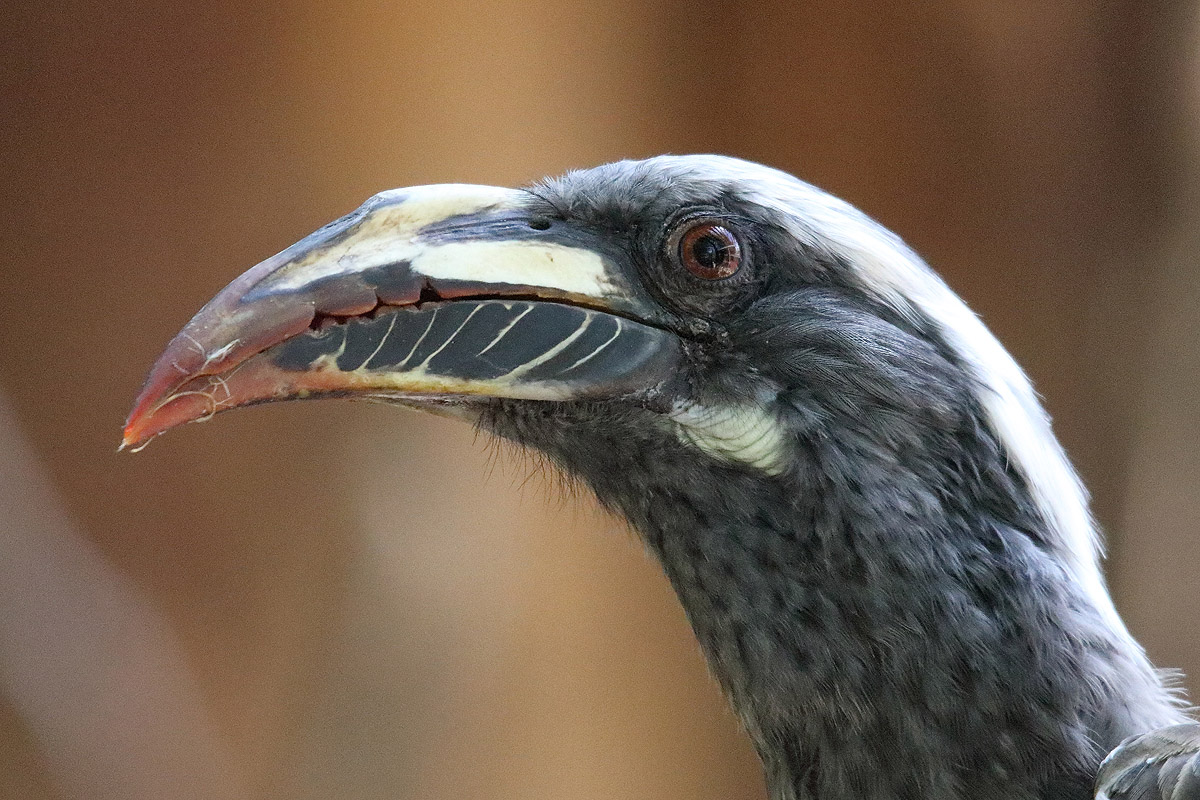 Parc des oiseaux (Villars-les-Dombes)