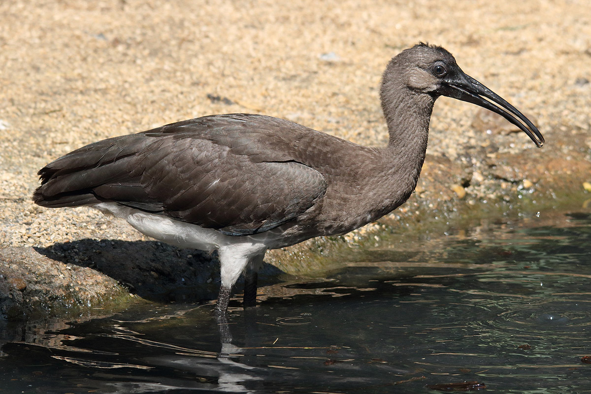 Parc des oiseaux (Villars-les-Dombes)