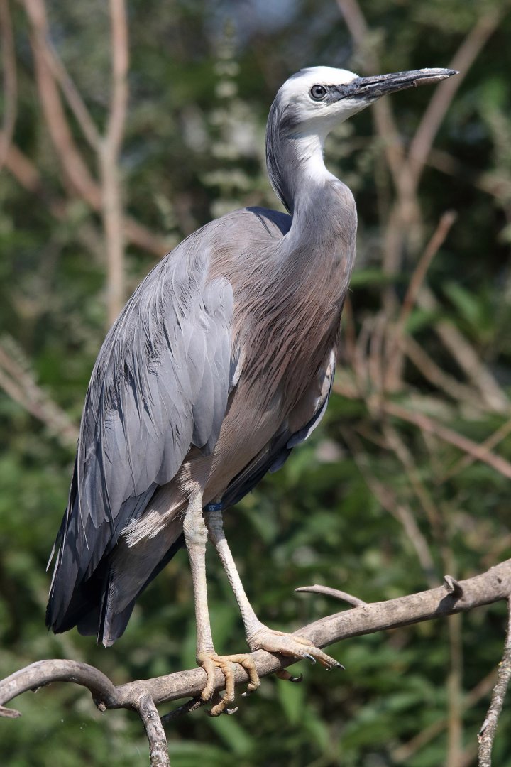 Parc des oiseaux (Villars-les-Dombes)