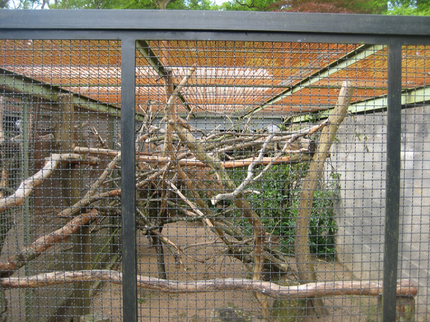 Parc Merveilleux - African grey parrot aviary