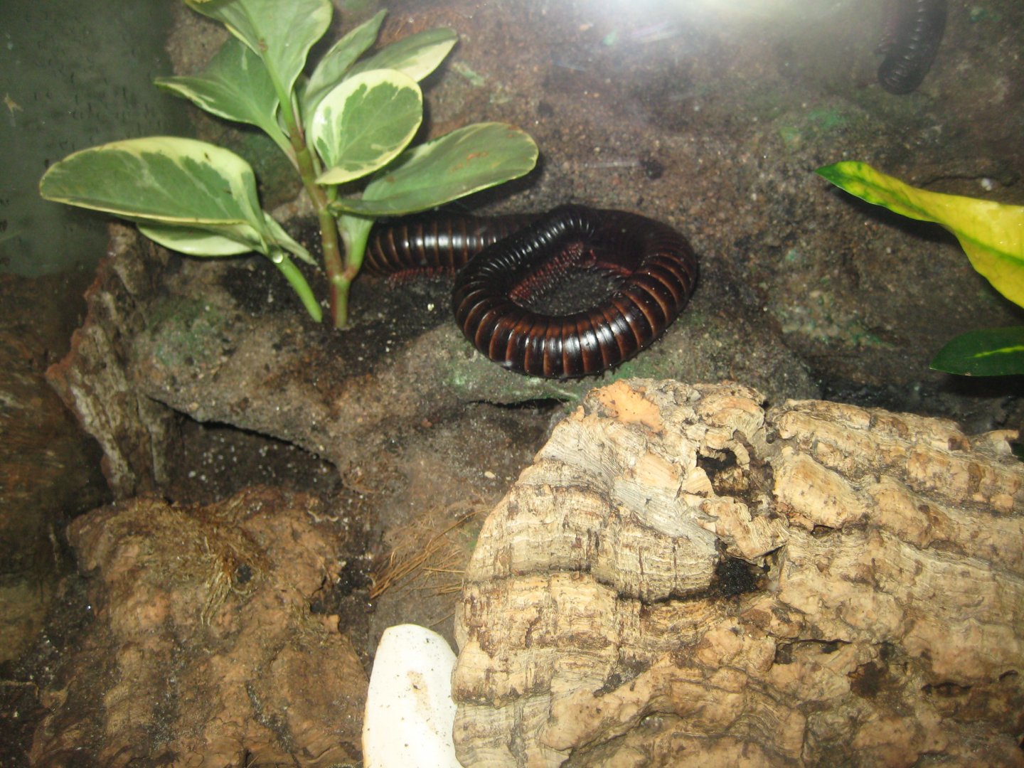 Parc Merveilleux - Amazonia - African giant millipede exhibit