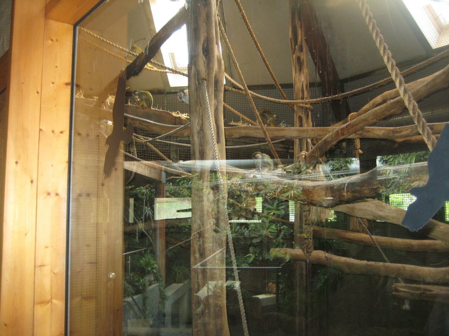 Parc Merveilleux - Amazonia - black-capped squirrel monkey exhibit