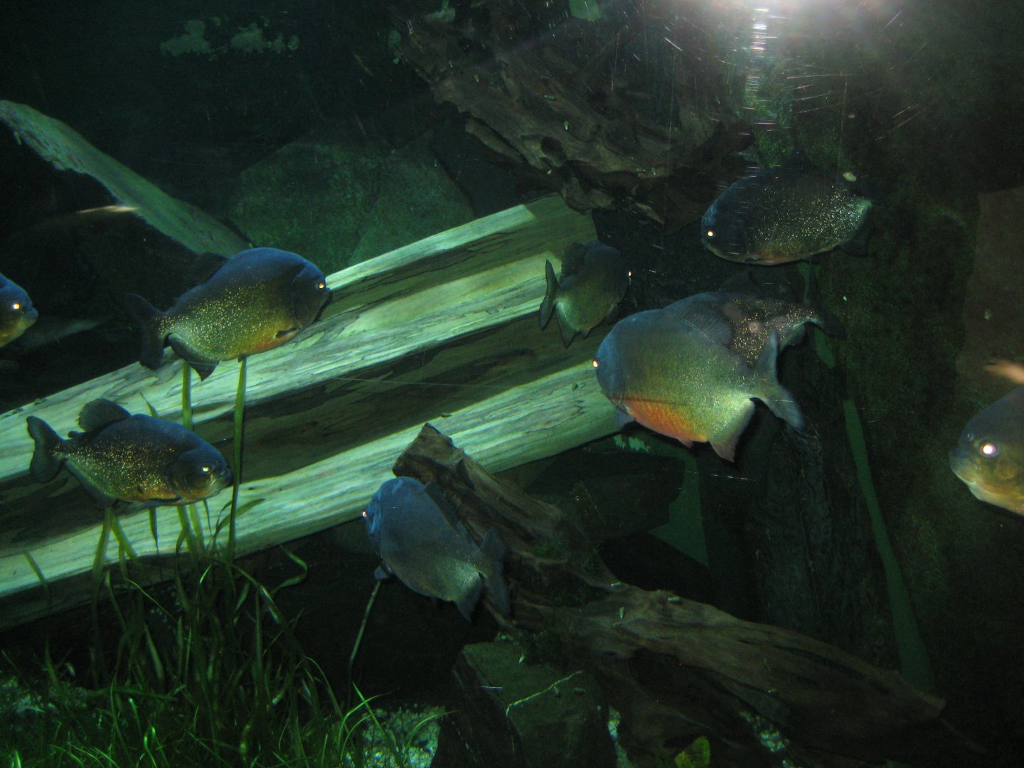 Parc Merveilleux - Amazonia - black spot piranha aquarium