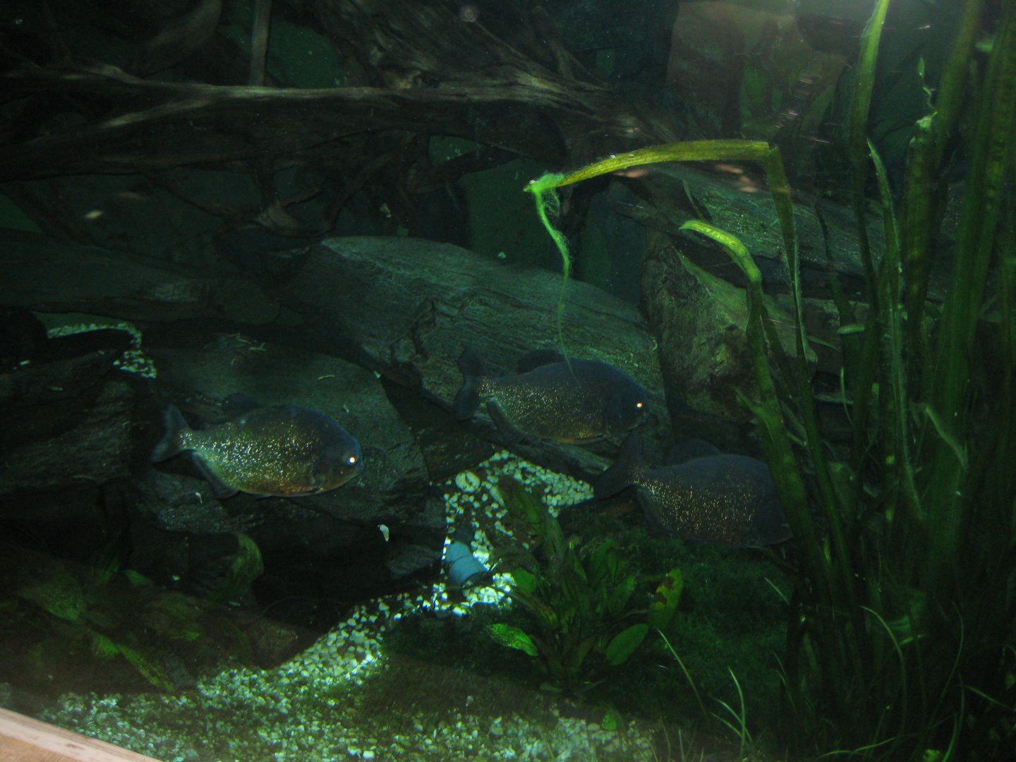 Parc Merveilleux - Amazonia - black spot piranha aquarium