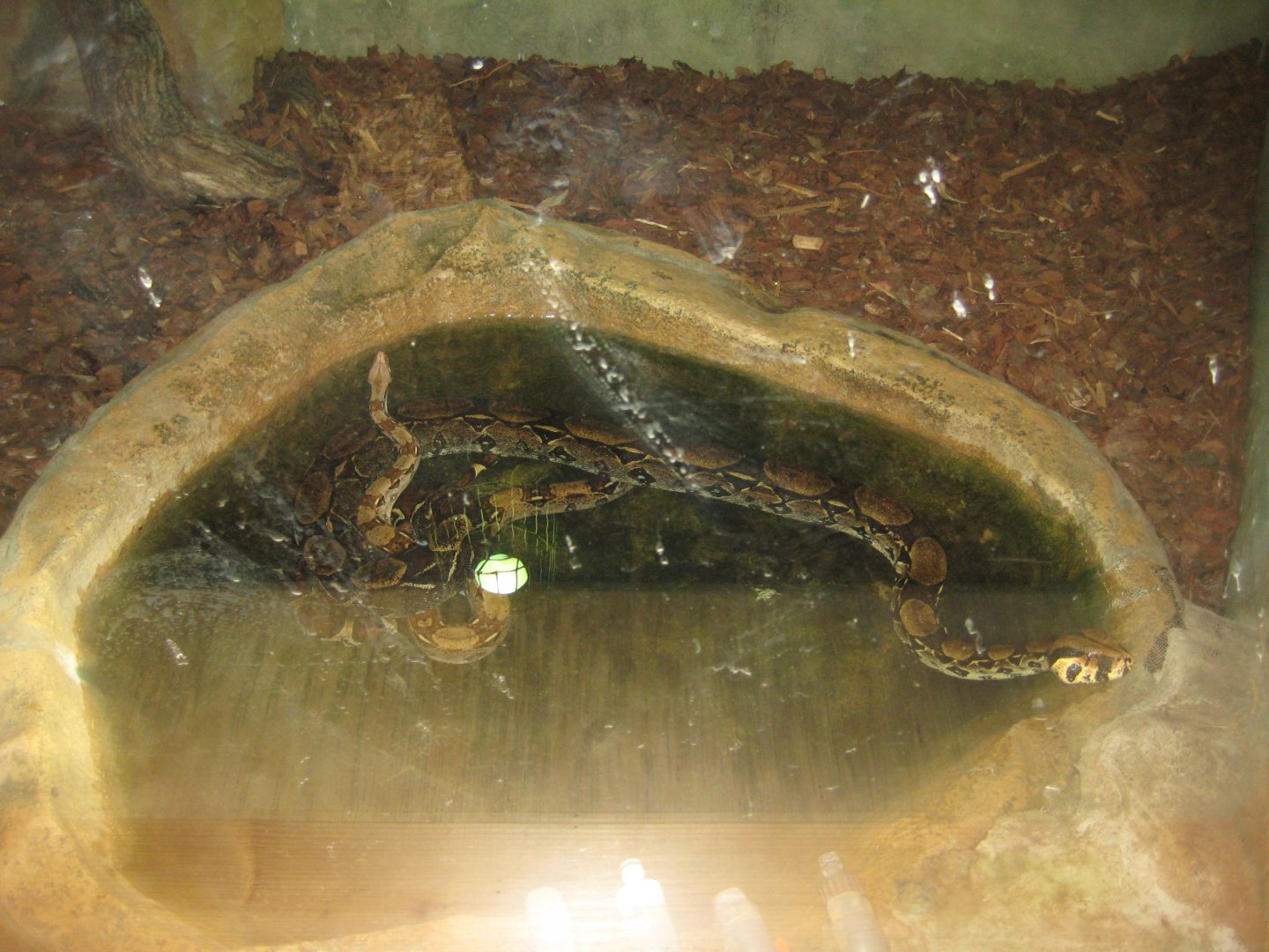 Parc Merveilleux - Amazonia - boa constrictor exhibit