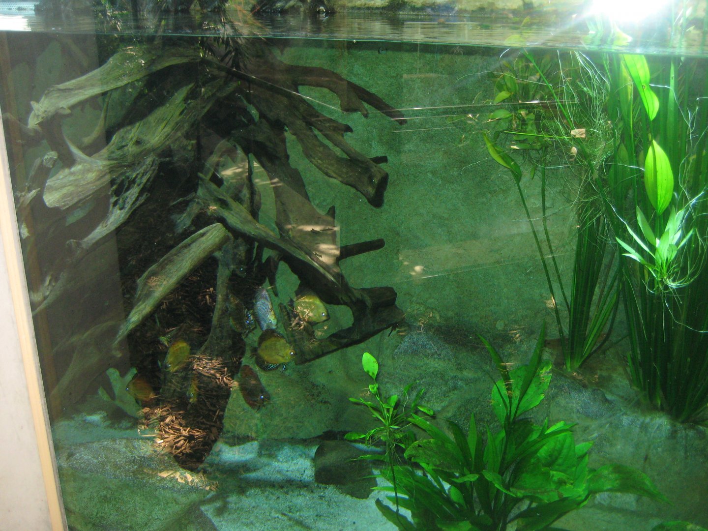 Parc Merveilleux - Amazonia - discus aquarium