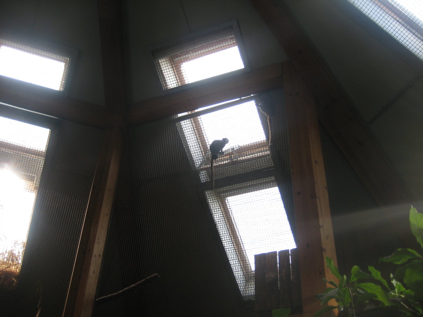 Parc Merveilleux - Amazonia - emperor tamarin and Tataupa tinamou exhibit