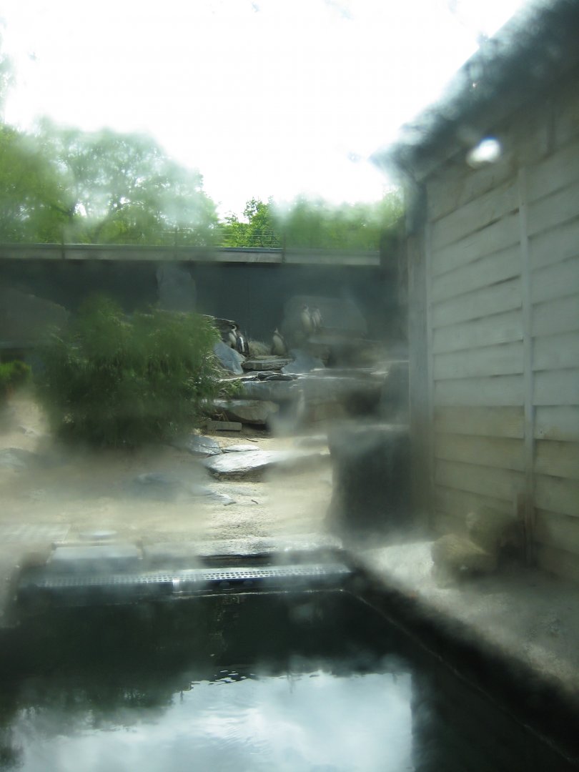Parc Merveilleux - Amazonia - Humboldt penguin exhibit