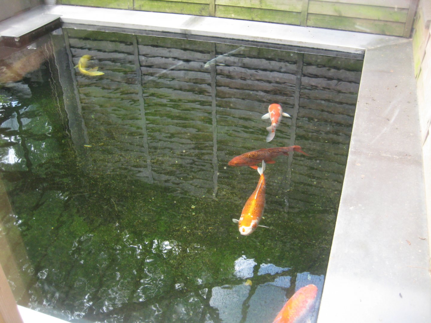 Parc Merveilleux - Amazonia - koi pond