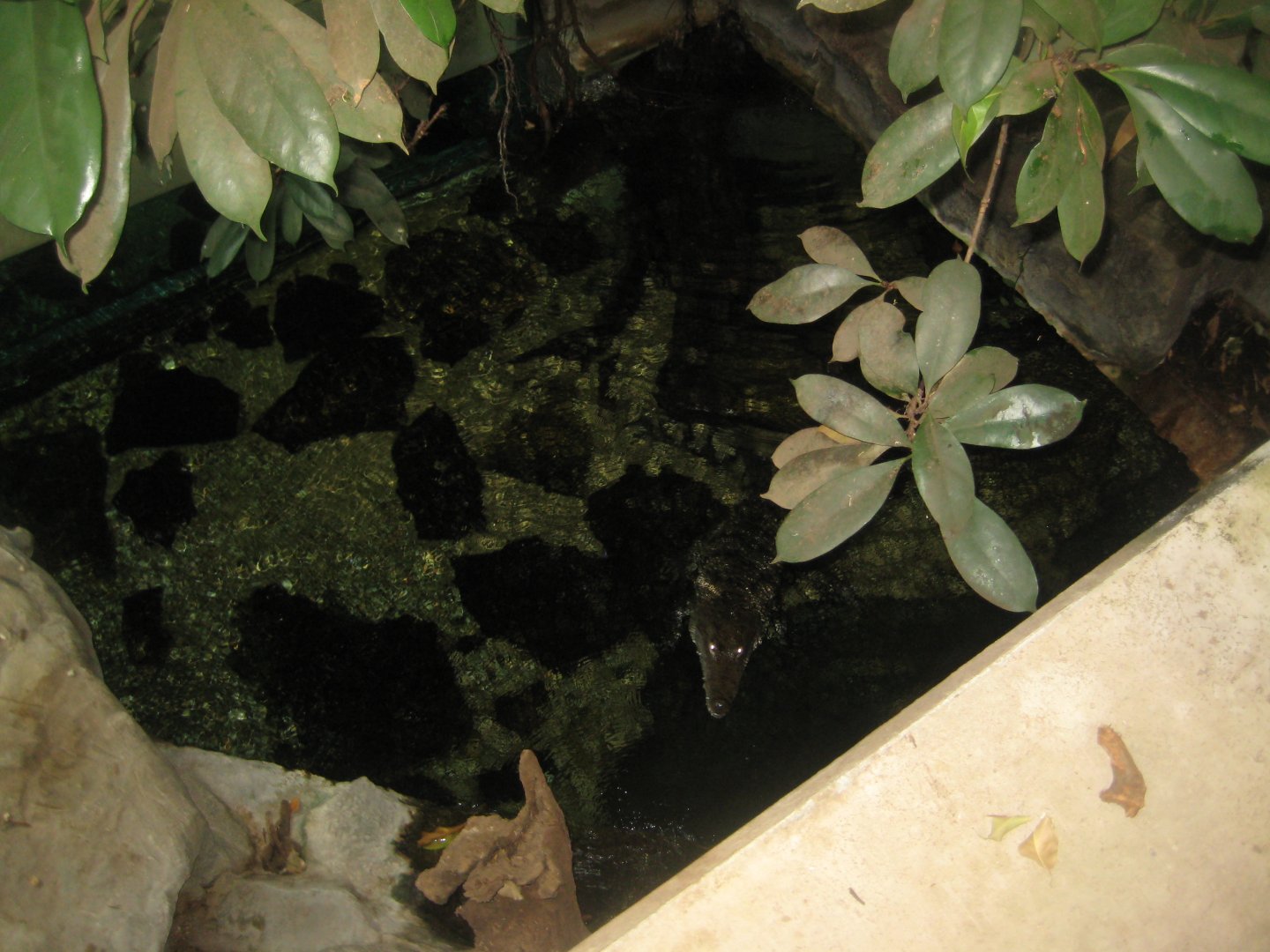 Parc Merveilleux - Amazonia - Morelet's crocodile exhibit